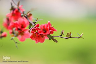 یاد معاد؛ فلسفه توجه دادن قرآن به بهار طبیعت