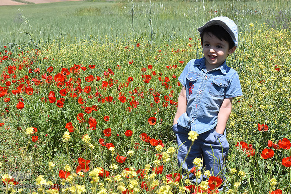 دشت شقایق کالپوش