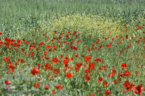 دشت شقایق کالپوش