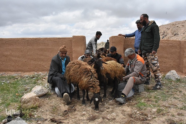 آیین سنتی «شیردوشان» – دیباج دامغان