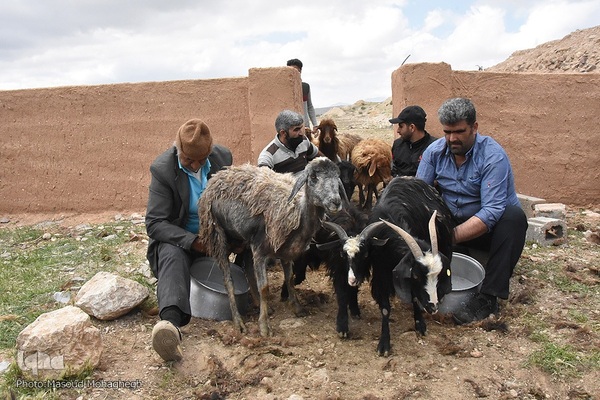 آیین سنتی «شیردوشان» – دیباج دامغان