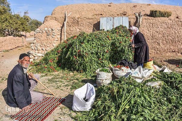 برداشت سنتی فلفل روستاهای بخش بیارجمند شاهرود‎‎