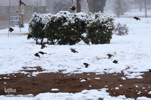 برف، رحمت الهی در سمنان