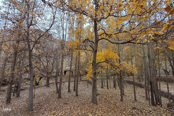 طبیعت پاییزی شهمیرزاد‎