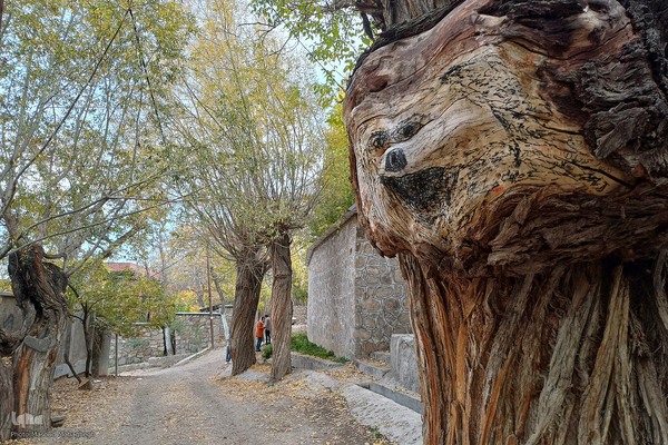 طبیعت پاییزی شهمیرزاد‎