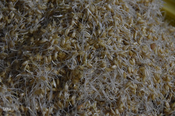 آیین سنتی پخت سمنوپزان در سمنان