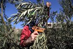 Israël expulse 32 militants étrangers venus aider les agriculteurs palestiniens en Cisjordanie