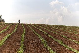 İsrail&#039;in tarım arazilerine kimyasal saldırıları Gazze&#039;de kanser riskini artırıyor
