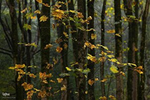 İran’nın Mazenderan kentinten sonbahar manzaraları