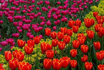 第十一届卡拉季郁金香节举行
